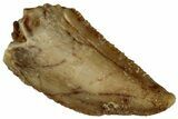 Serrated Raptor Tooth - Real Dinosaur Tooth #300861-1